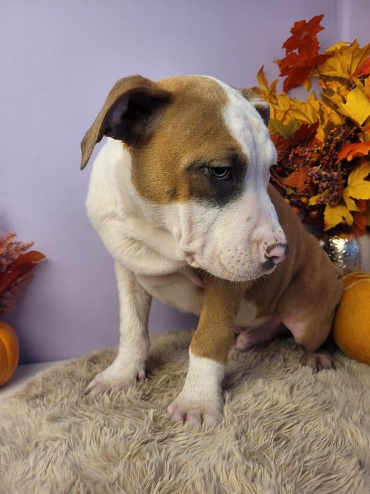 Cudowny szczeniak Amstaff!