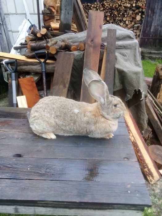 Królik samica Belg olbrzym