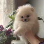 шикарний хлопчик шоу класу