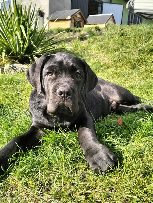 Sprzedam Cane Corso