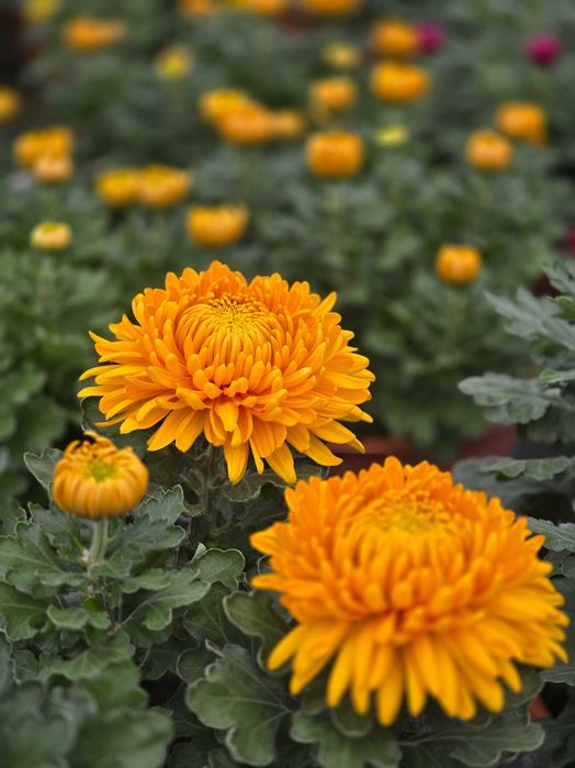 Chryzantemy- różne odmiany