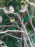 Várias aves para ceder