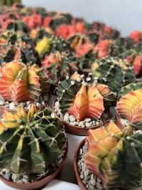 Кактуси gymnocalycium mihanovichii variegata  кімнатні рослини