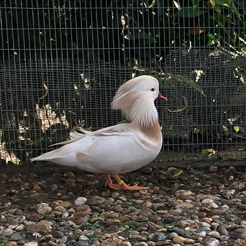 Patos mandarim e carolinos de varias cores
