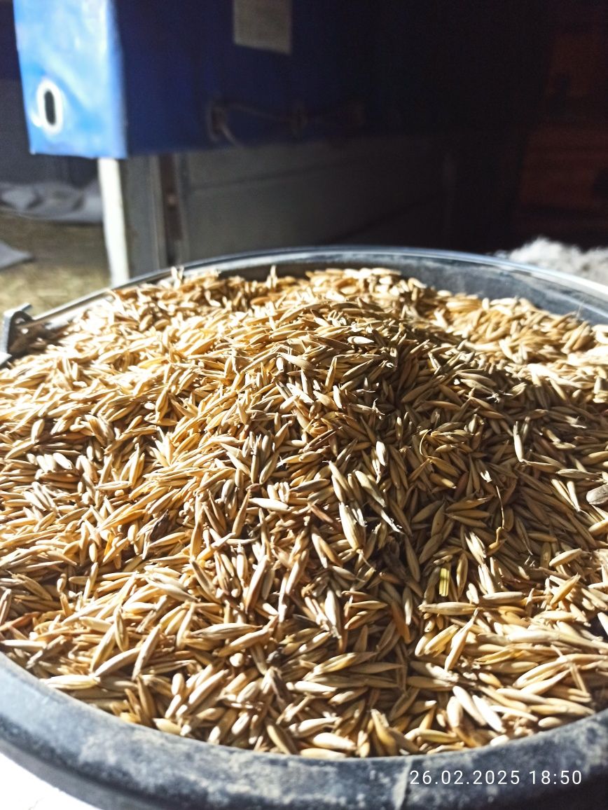 Продам кукурудзу і овес