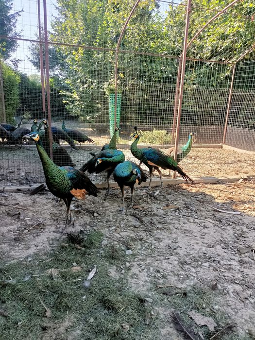 Pawie zielone z 2024 r.