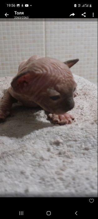 Продам маленькое чудо