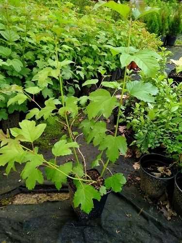 C2 Kalina koralowa Viburnum opulus hurt detal