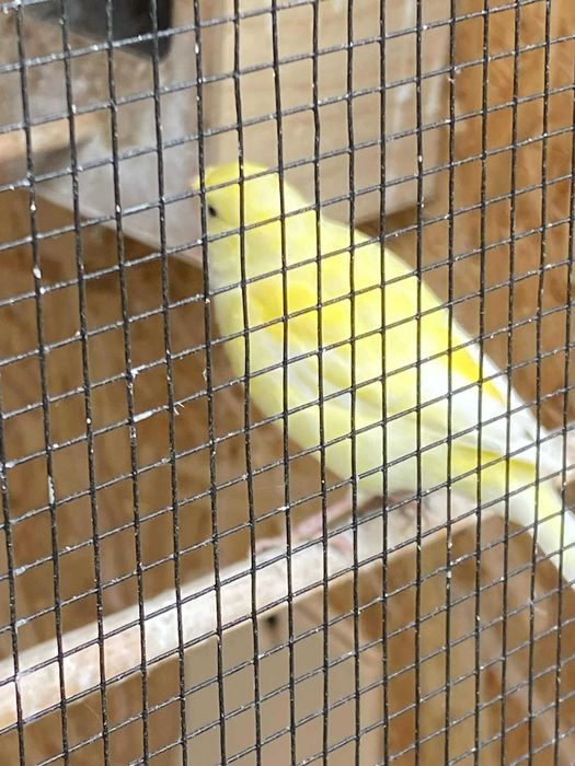 Sprzedam parkę kanarków