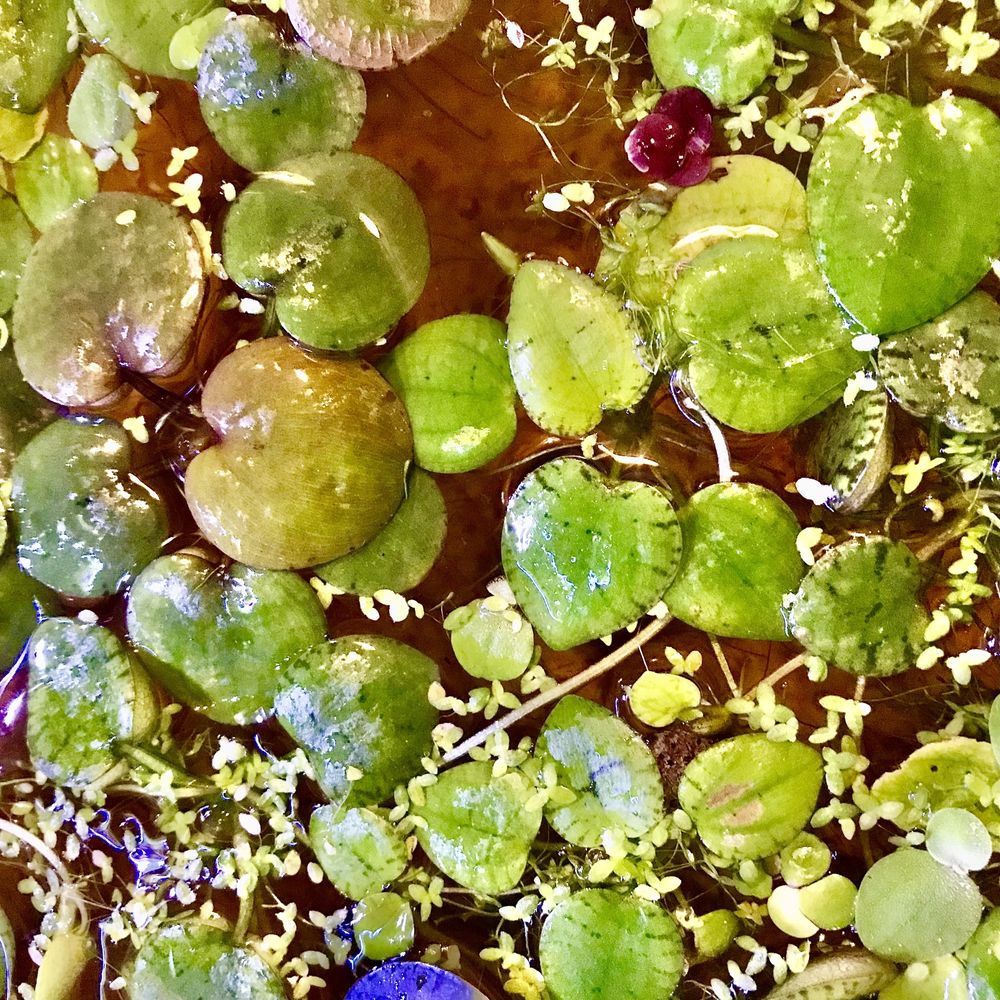 Zestaw XXL limnobium laevigatum + pistia