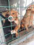 Dou cães cruzados de epagneul