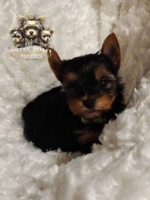 Mini chłopczyk Yorkshire terrier tricolor