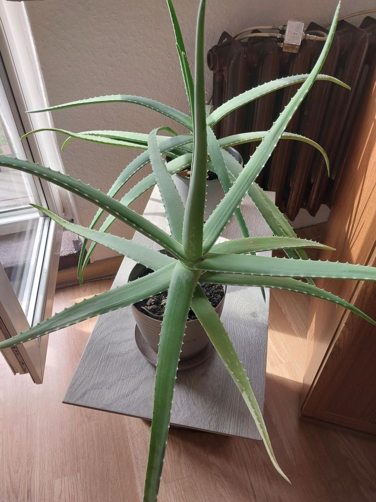 Aloes duzy w doniczce