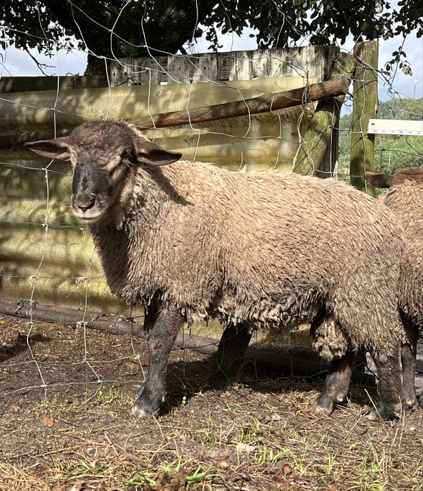 Carneiro com seis meses