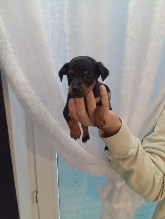 Pińczer Ratlerek miniaturka