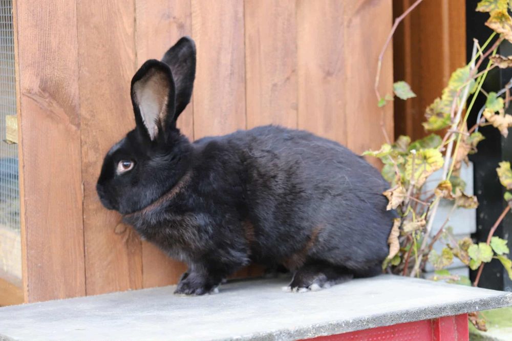 Olbrzym srokacz niemiecki czarny