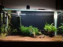 Plantas de aquário
