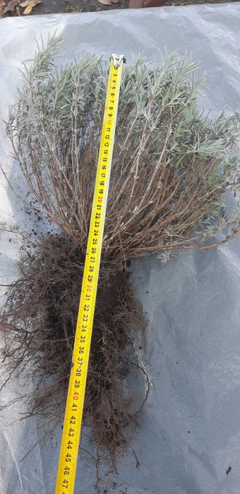 Лаванда англійська вузьколиста