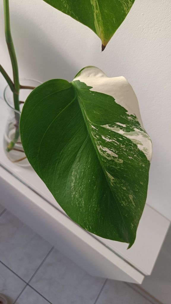 Monstera Veriegata