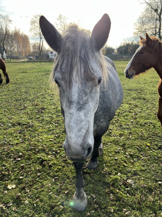 Klacz karosiwa zimnokrwista !
