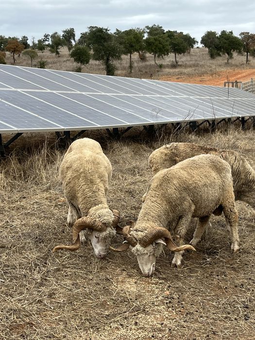 Carneiros merino branco puros e cruzados