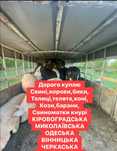 скупка свині корови бики дорого