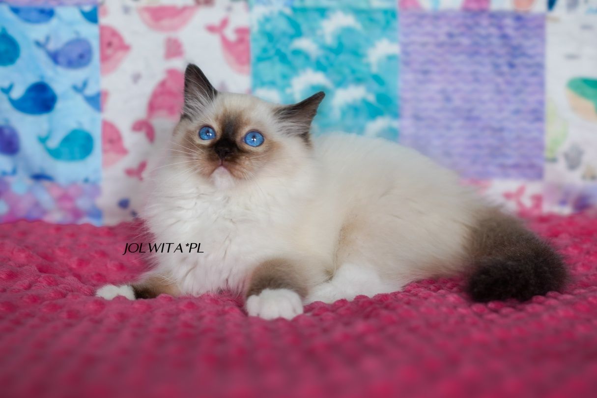 Kocurek ragdoll,piękny chłopak