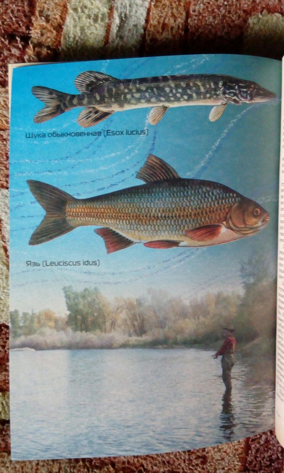 Большая книга рыболова. Подарочное издание.