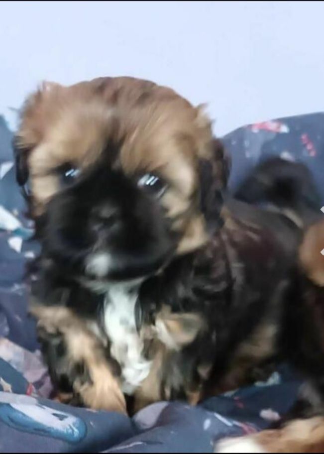 Shih-tzu chlopak do odbioru