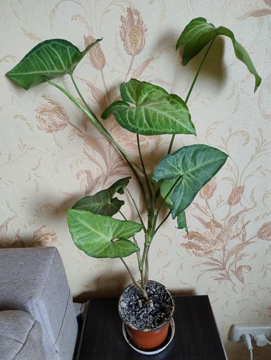 Сингониумы Крисмас и Вайт Баттерфляй.