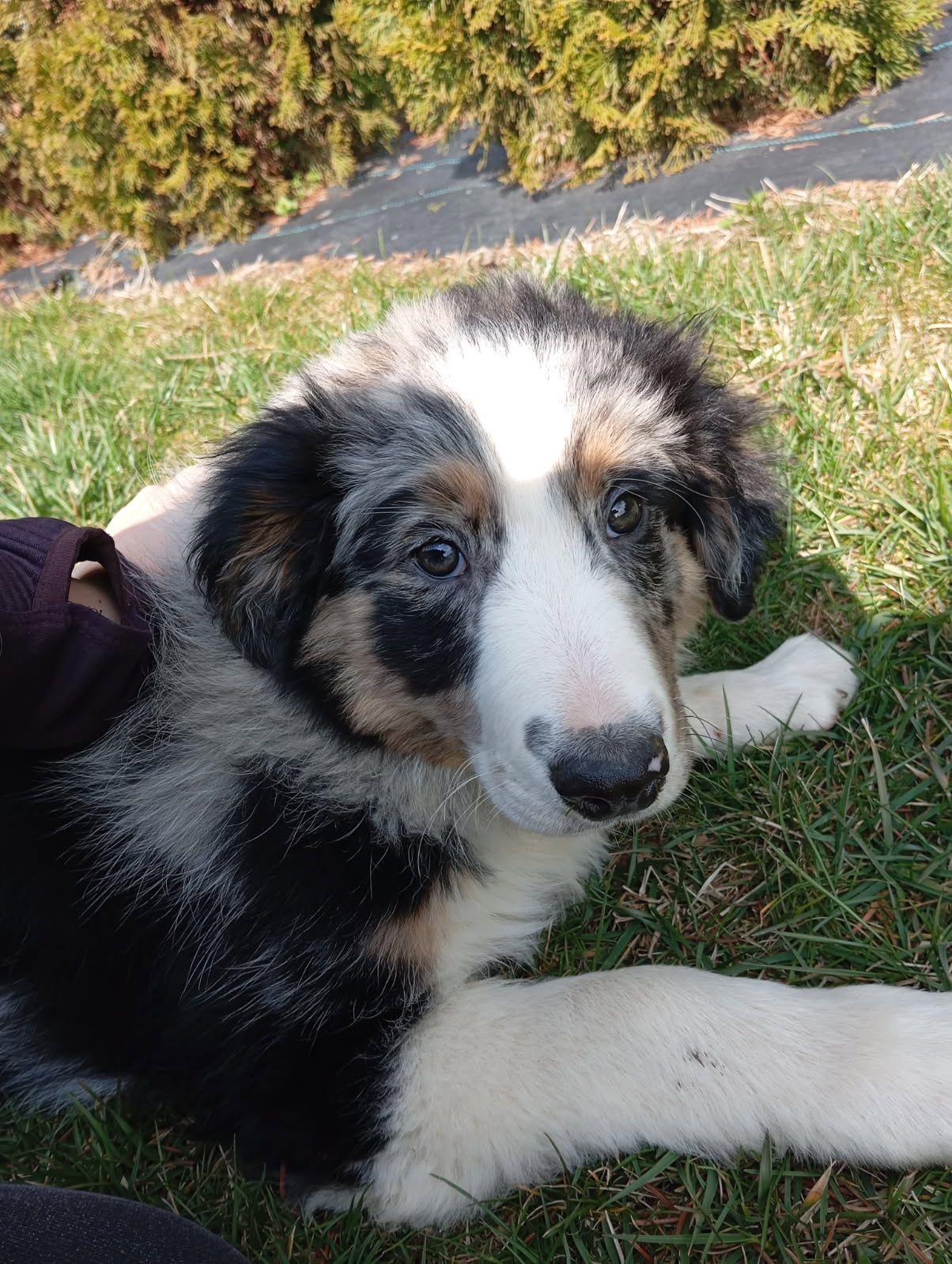 Piesek border collie