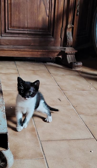 Adoção responsável duas gatinhas mãe e filha