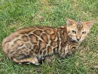 Bengalskie kocieta