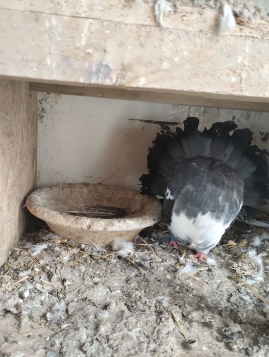 Gołębie gołębie Pawiki