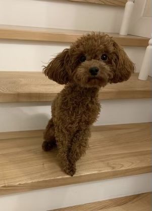 CAVAPOO mix cavalier & pudel toy RED gotowy do odbioru - pies