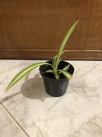 Chlorophytum (planta aranha)