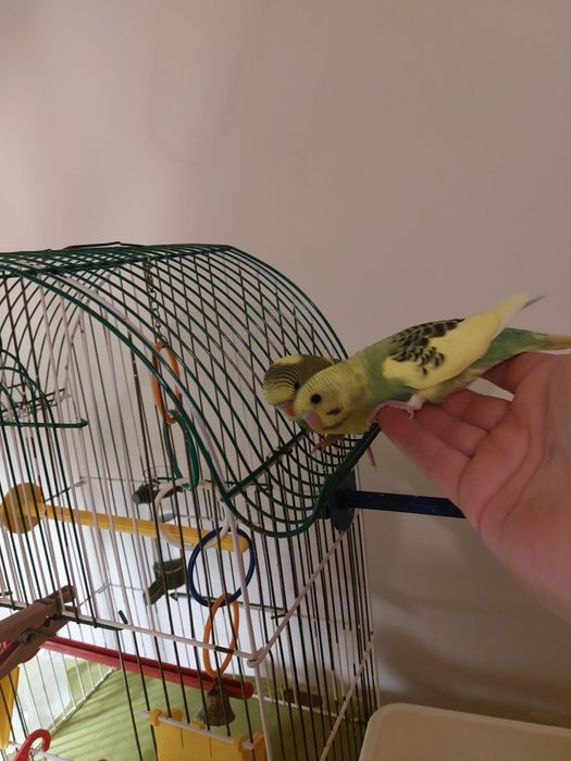 Хвилястики  1міс.