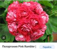 Пеларгонія  сортова розебудна пінк рамблер