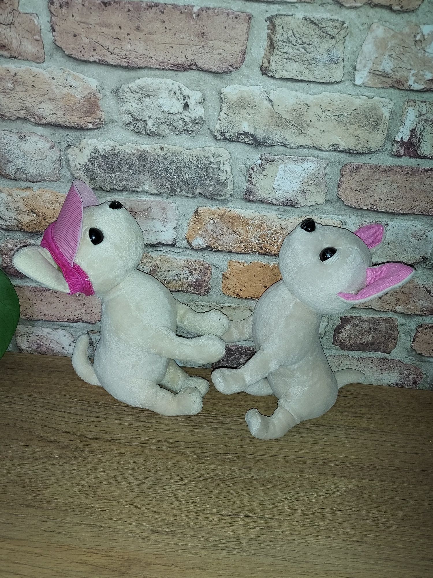 ChiChi love dwie maskotki chihuahua oryginalne pieski