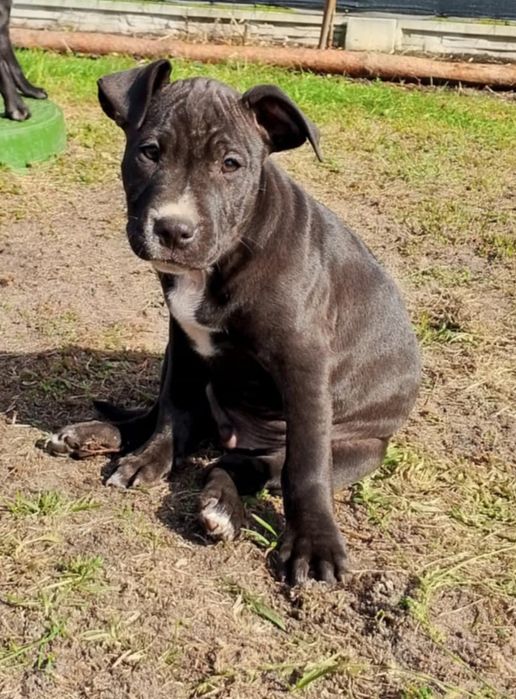 Piękne szczenie Pitbull terrier