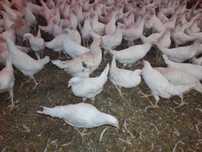 Kury Rosa Leghorn Dominant Lohman Greenshel