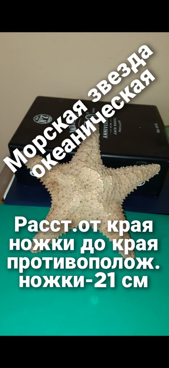 Звезда морская/рыбки/аквариум/ракушки