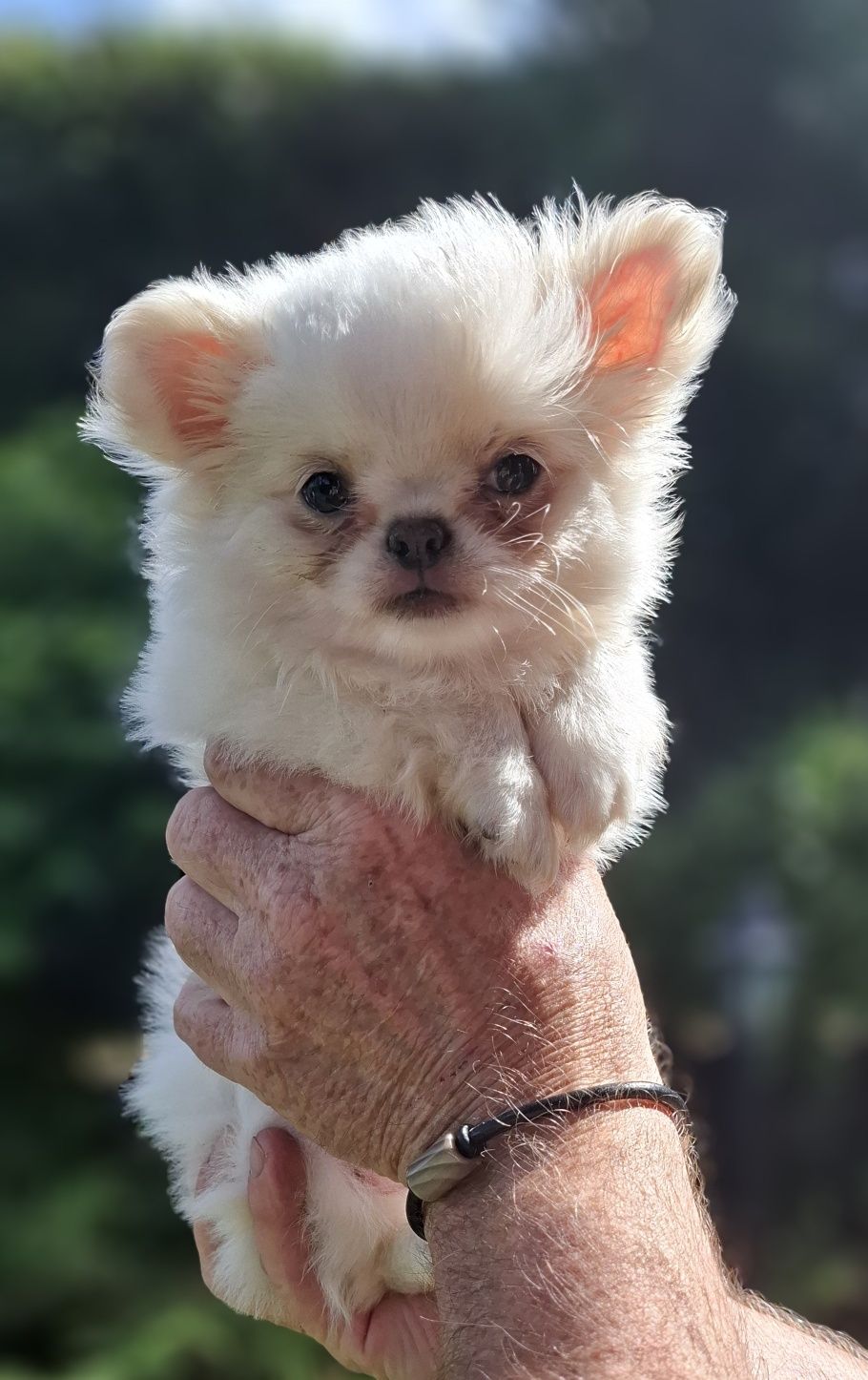 Chihuahua cudny piesek
