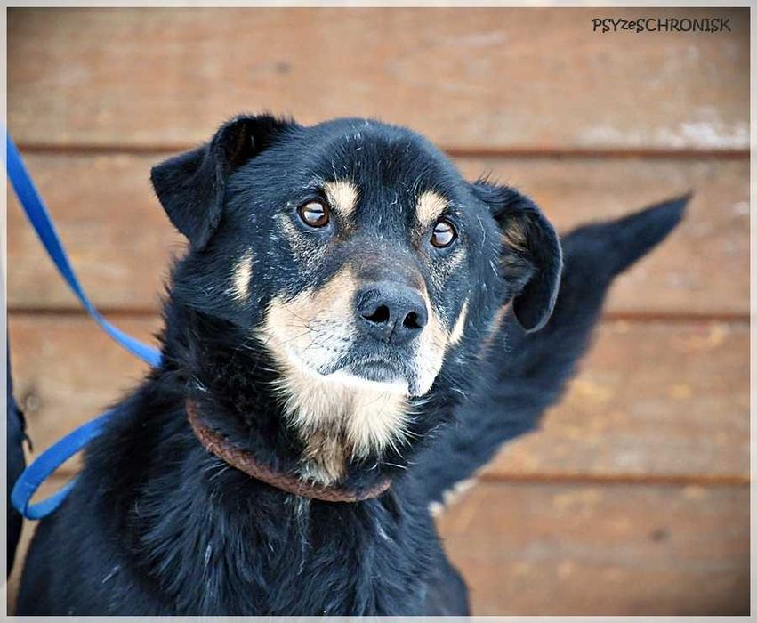 Gluś – swojego opiekuna pokocha całym psim sercem
