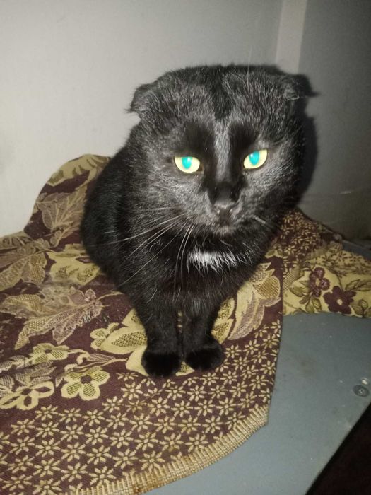 Висловухий клтик безкоштовно