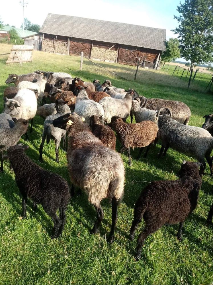 Owce, Barany oraz jagnięta wrzosówki