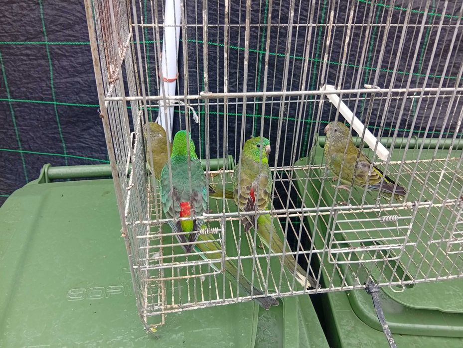 Ring necks barrabands kakariquis e red rumped