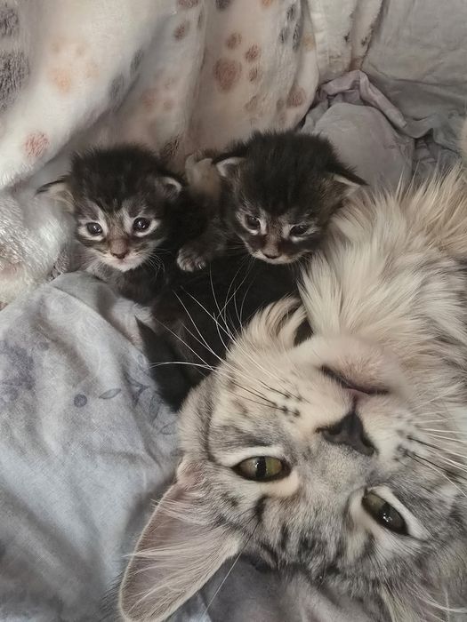 Кошенята Мейн Кун.