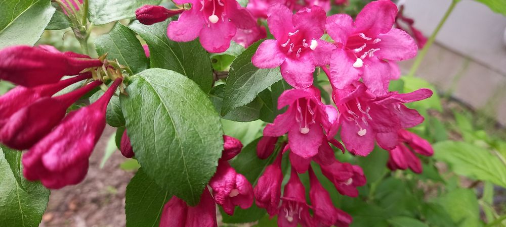 Вейгела хости бересклети гортензії астильби гейхери