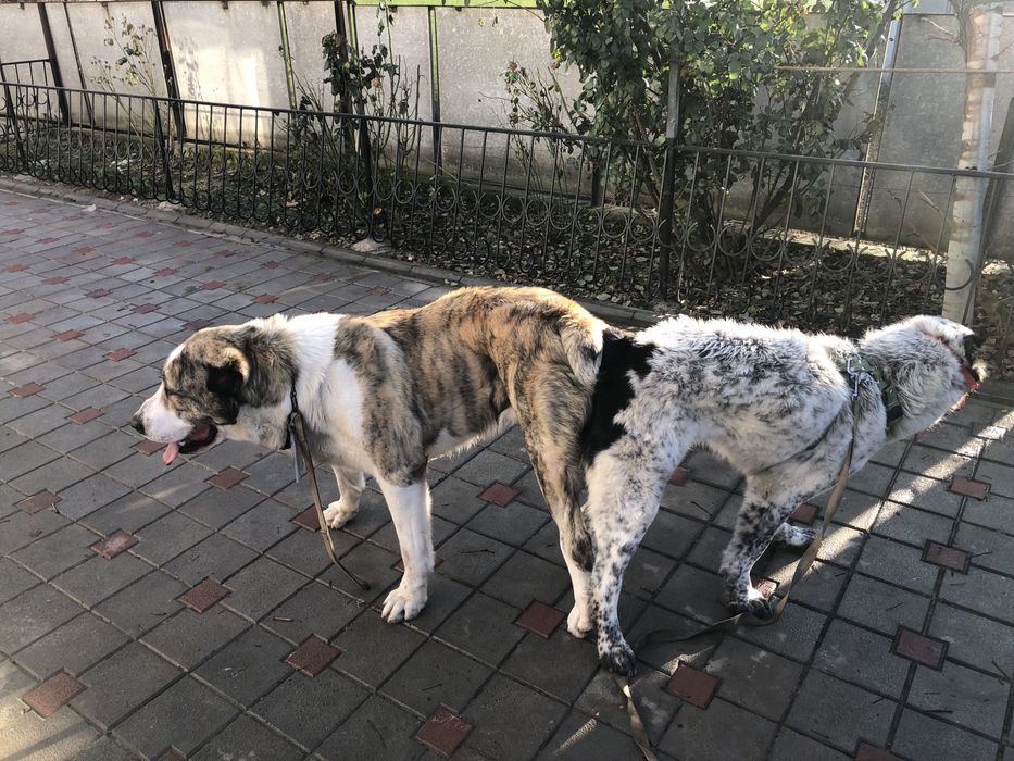 Алабай. ДЛЯ ВЯЗКИ!!!